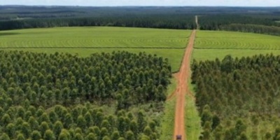 La millonaria suma que destinarán en incentivo a la industria forestal correntina